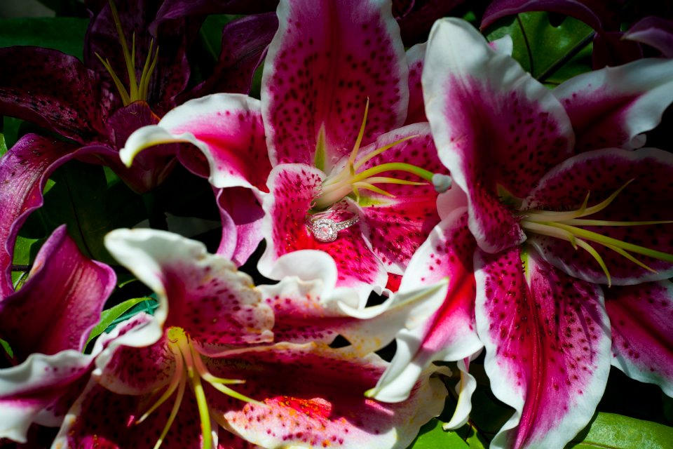 pre wedding with sa rings on the lily